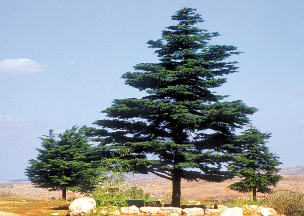 Cedars of Lebanon: Exploring the Roots · The BAS Library