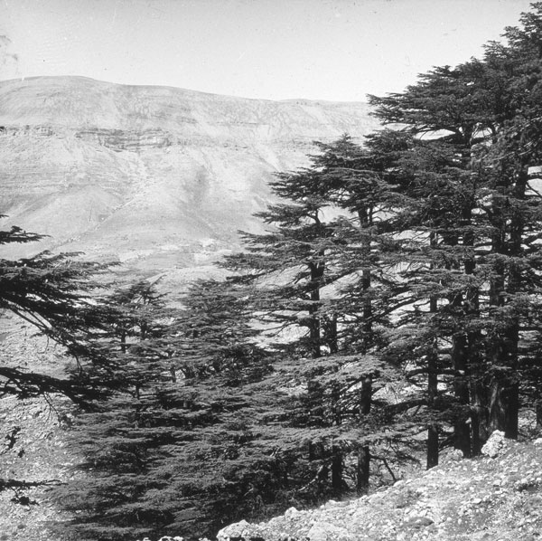 Cedars of Lebanon Exploring the Roots · The BAS Library